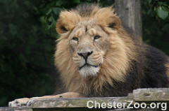 African Lion, Leo
